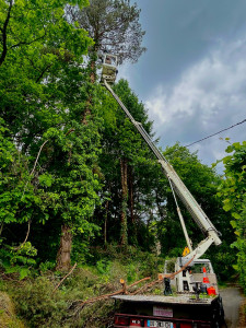 Photo de galerie - Elagage et coupe d'arbres