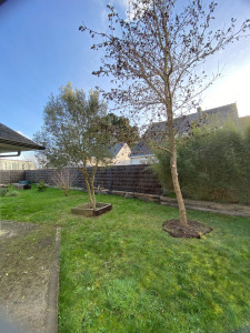 Photo de galerie - Elagage et coupe d'arbres