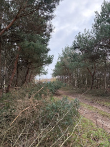 Photo de galerie - Elagage et coupe d'arbres