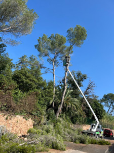 Photo de galerie - Abattage d’arbres à  risque