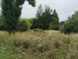Photo de galerie - Tonte de pelouse - Débroussaillage