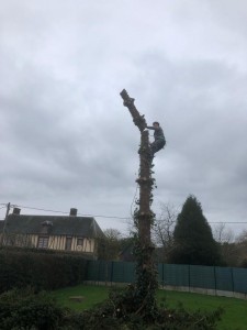 Photo de galerie - Elagage et coupe d'arbres