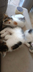 Photo de galerie - Je garde vos animaux si vous le souhaitez ! 