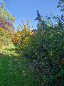 Photo de galerie - Taille de haies et d'arbustes