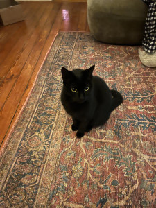 Photo de galerie - Mon chat Nounou