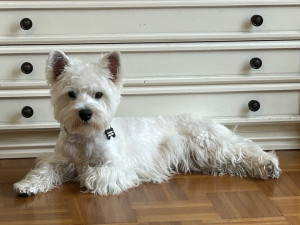 Photo de galerie - Oscar 