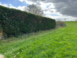 Photo de galerie - Taille de haie 