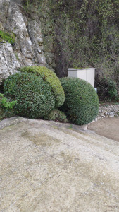 Photo de galerie - Taille de haies et d'arbustes