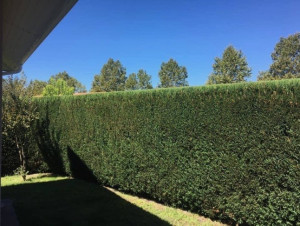 Photo de galerie - Taille de haie