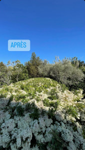 Photo de galerie - Taille de haies et d'arbustes