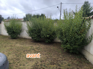 Photo de galerie - Taille de haies et d'arbustes