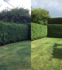 Photo de galerie - Taille de haies et d'arbustes
