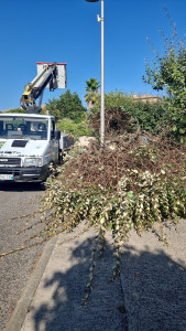 Photo de galerie - Elagage et coupe d'arbres