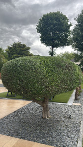 Photo de galerie - Taille d’un Olivier