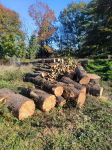 Photo de galerie - Abattage est débitage un arbre mort