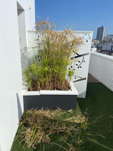 Photo de galerie - Avant nettoyage papyrus 