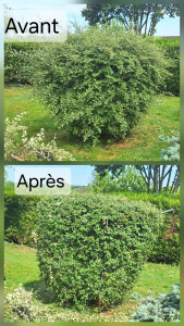 Photo de galerie - Taille d'un petit buisson 