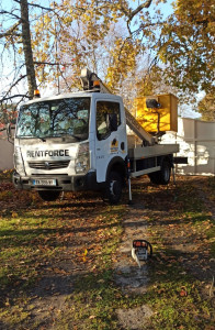 Photo de galerie - Elagage et coupe d'arbres