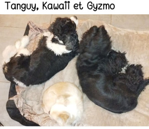 Photo de galerie - Les loulous 