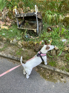 Photo de galerie - Avec Nala