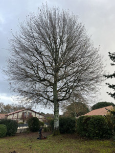 Photo de galerie - Taille d'un arbre avan 