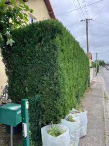 Photo de galerie - Taille haies 