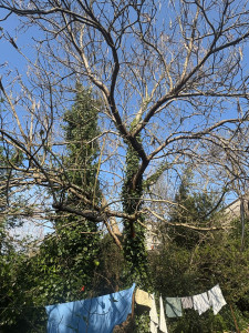 Photo de galerie - Élagage d’arbres