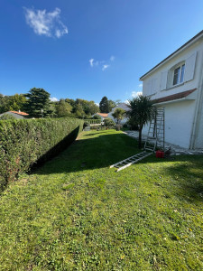 Photo de galerie - Tonte de pelouse + taille d’une haie de cupressus 