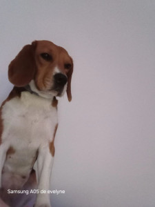 Photo de galerie - Garde chien