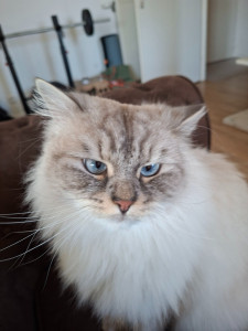 Photo de galerie - Garde chat