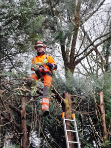 Photo de galerie - 12arbre abattu plus élagage 