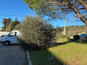 Photo de galerie - Elagage et coupe d'arbres