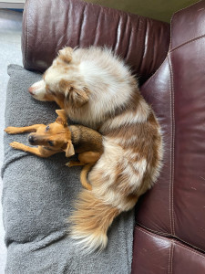 Photo de galerie - Garde animaux