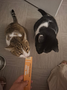 Photo de galerie - Garde chat