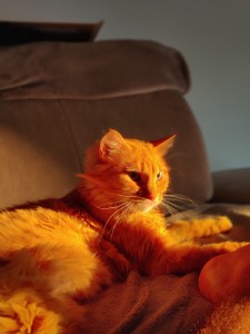 Photo de galerie - Garde animaux
