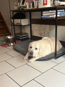 Photo de galerie - Garde chez moi