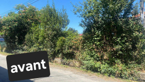 Photo de galerie - Taille de haies et d'arbustes