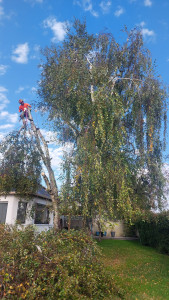 Photo de galerie - Elagage et coupe d'arbres