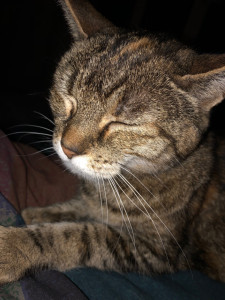 Photo de galerie - Garde animaux