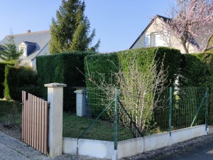 Photo de galerie - Taille de haies et d'arbustes