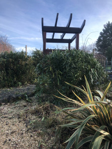 Photo de galerie - Taille de lauriers roses 