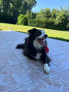 Photo de galerie - Garde chien