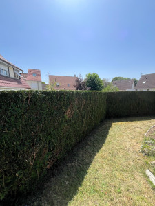 Photo de galerie - Taille d’une haies de thuya 