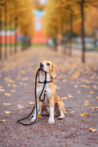 Photo de galerie - Garde chien