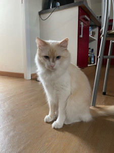 Photo de galerie - Roméo plutôt peureux mais sur la fin voulais bien se montrer ☺️