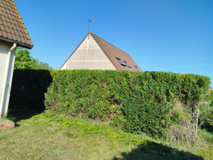 Photo de galerie - Haies de thuya chez un client 
