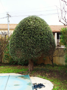 Photo de galerie - Taille décorative d'olivier en forme de champignon décidé par le client.