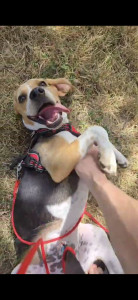 Photo de galerie - Garde d'un chiot beagle de 6 mois rempli d'énergie ?