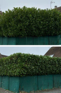 Photo de galerie - Entretien haie 