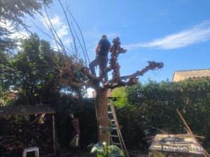 Photo de galerie - Elagage et coupe d'arbres
